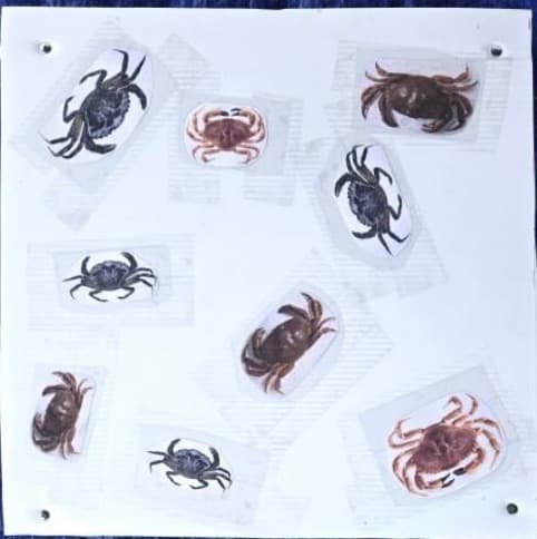 Crab detection competition image
